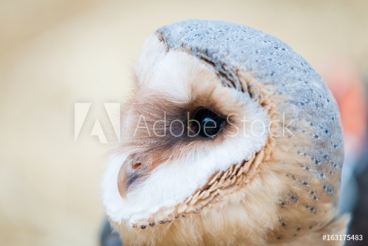 Picture of Common barn owl